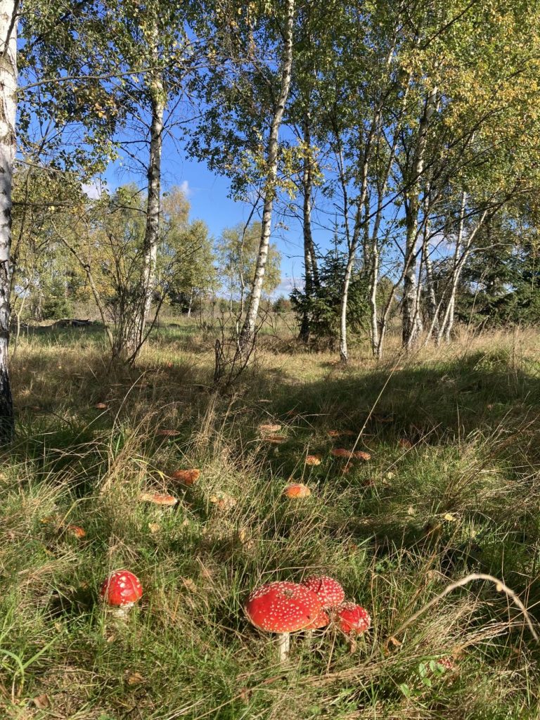 domki-do-wynajecia-tatry-zakopane-czarny-dunajec-gorskie-szlaki029